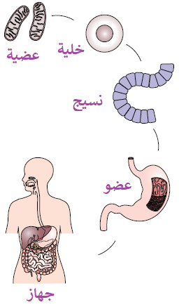 مستويات التنظيم في الإنسان